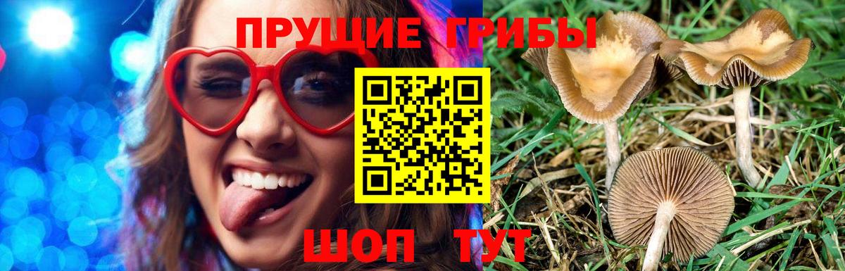 Псилоцибиновые грибы Psilocybine cubensis Сунжа
